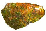 Iridescent Ammolite (Fossil Ammonite Shell) - Alberta, Canada #162388-1